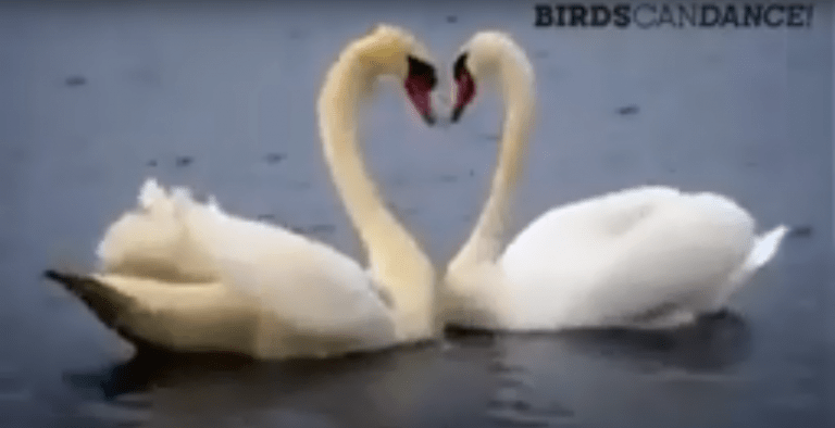 KO PTICE (ZA)PLEŠEJO