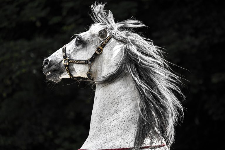 NEDOLŽNA ČUTEČA BITJA VSAKODNEVNE ŽRTVE SOCIOPATSKIH KAPITALISTOV