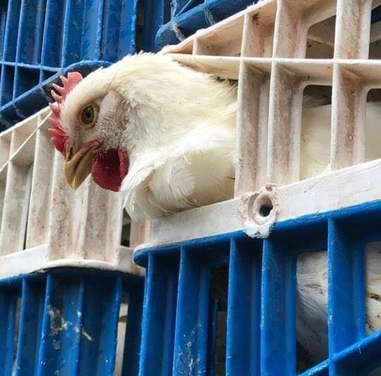 ZADNJA POT V NEKEM KRUTEM ŽIVLJENJU