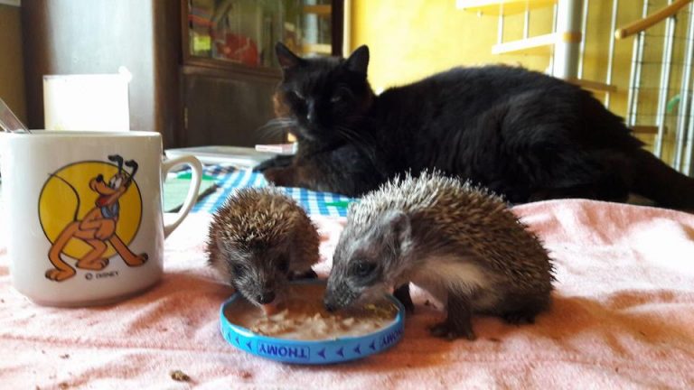 NEVESTNA VOŽNJA PREMNOGOKRAT UBIJA