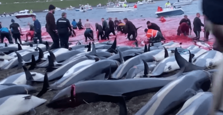 DANCI ŠOKANTNO MASAKRIRALI DELFINE, SLOVENCI POBIJAJO TRPINČENE BIKE IN KOLJEJO LJUBKE JAGENJČKE